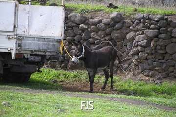 El Valle de los Nueve Alto celebra el día grande de sus fiestas patronales/Francisco Javier Santana.